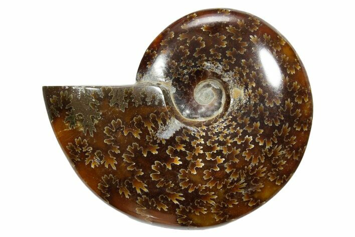 Polished Ammonite (Cleoniceras) Fossil - Madagascar #348503